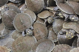 TURTLE TSUNAMI! WCS releases incredible footage of mass hatching of locally endangered turtle